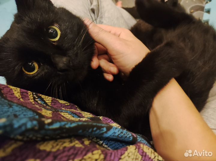 Кот в добрые руки
