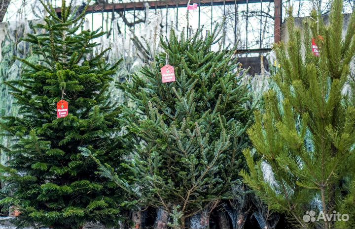 Готовый бизнес на новогодних ёлках