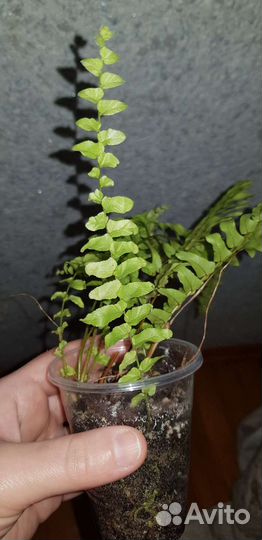 Комнатные растения