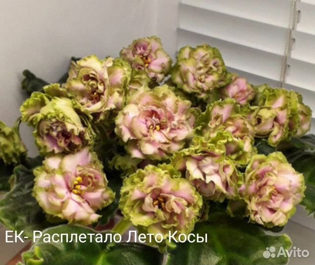 Фиалка сортовая