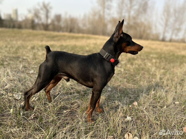 Вязка цвергпинчер