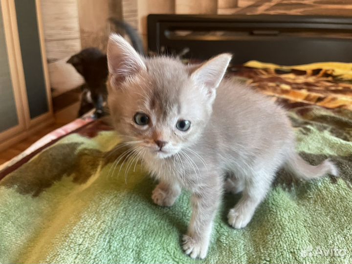 Котята (2 месяца) в добрые руки
