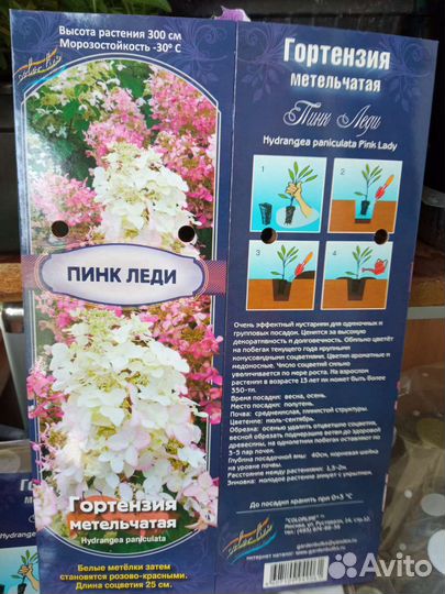 Гортензия метельчатая Фантом, Сильвер доллар