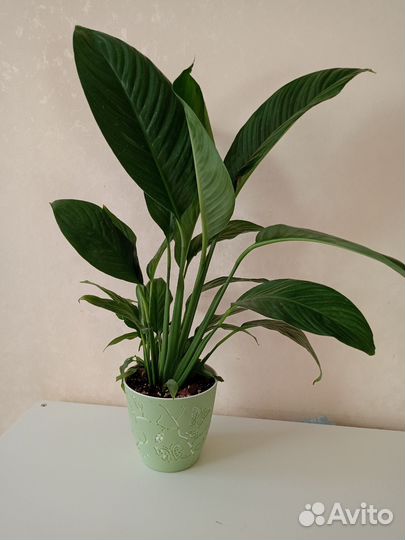 Спатифиллум