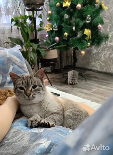 Кошечка в добрые руки