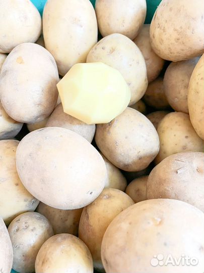 Картофель домашний