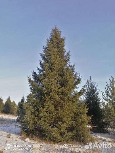 Ель крупномер 10,5. m