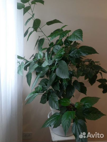 Дерево 6 лет Гибискус китайская роза