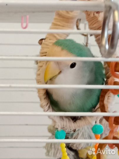 Попугай неразлучник розовощёкий