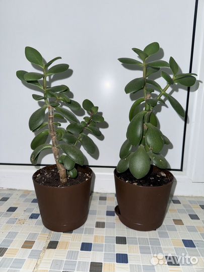 Толстянка (Денежное дерево)