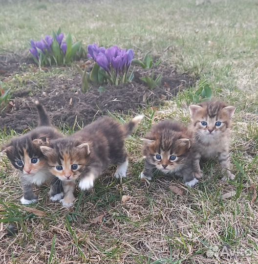 Котята в добрые руки