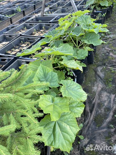 Растения для сада