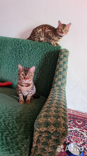 Бенгальские котята