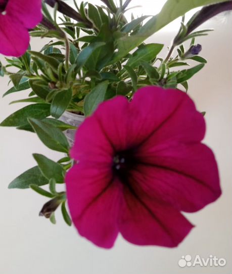 Петуния ампельная тайдал