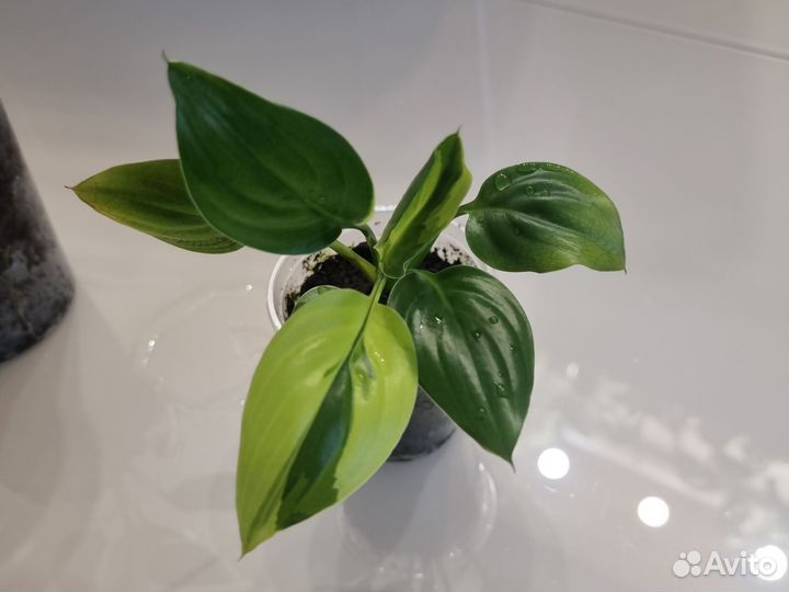 Спатифиллум Волшебник wizard