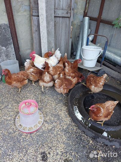 Куры несушки