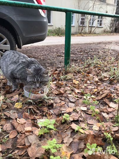 Котика выкинули на улицу