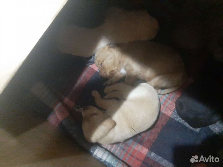 Щенки Шарпея