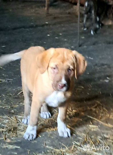 Щенки девочки Аланской породы отдаю бесплатно