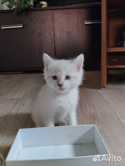 Котята