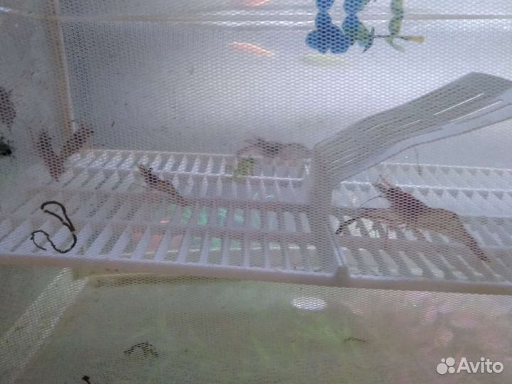 Креветки макробрахиум