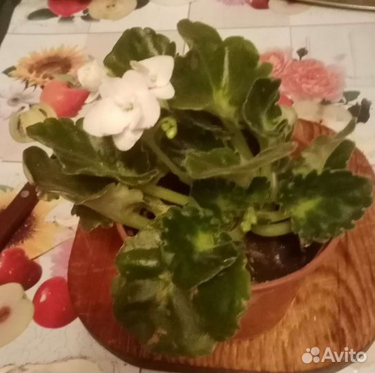 Комнатные цветы
