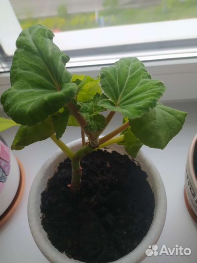 Комнатные цветы