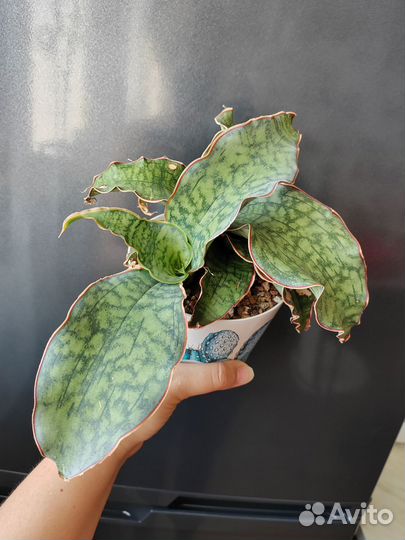 Сансевиерия Star Green Granite