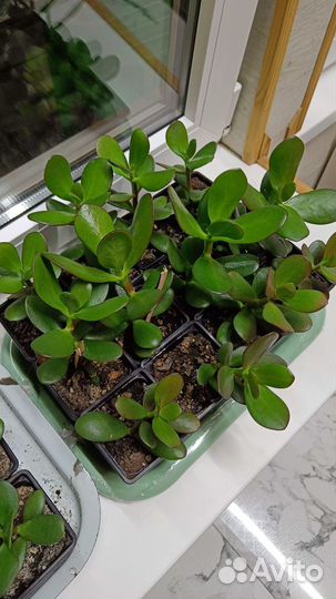 Цветок Денежное дерево (Толстянка)