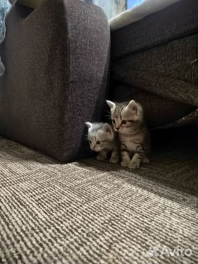 Котята от кошки британки