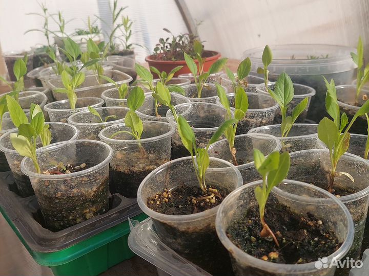 Рассада: лаванда, гипсофила, астра