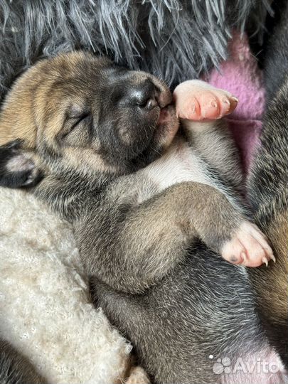 Собака и щенки