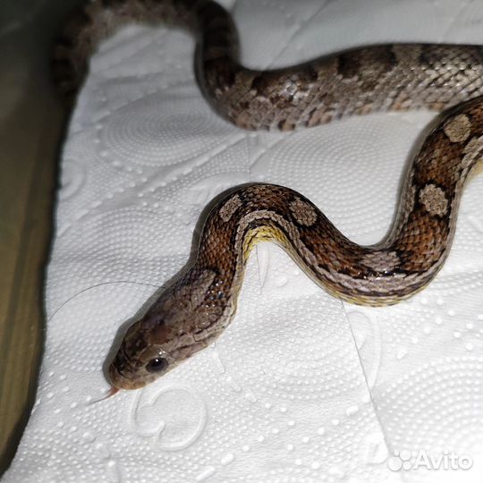 Маисовый полоз