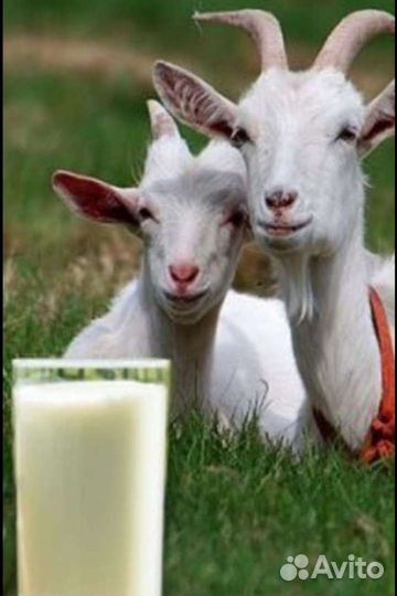 Продам козье молоко, творог, яйца