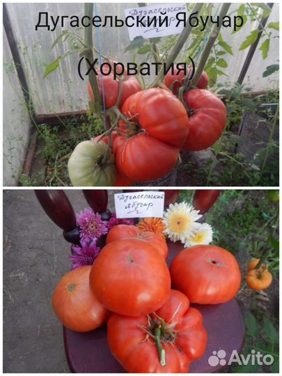 Семена томатов