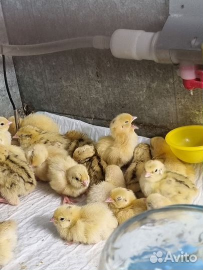 Домашняя птица перепела