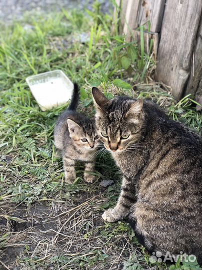 Котята в добрые руки бесплатно