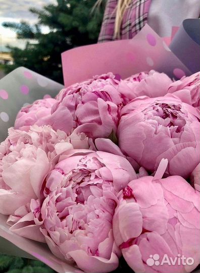 Пионы Букет пионов
