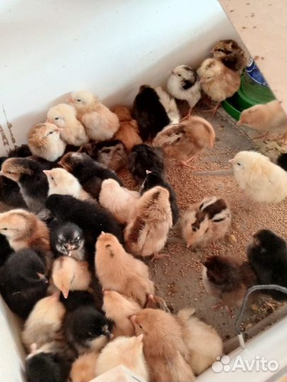Цыплята несушки месячные