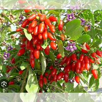 Саженцы годжи (чудо ягоды)