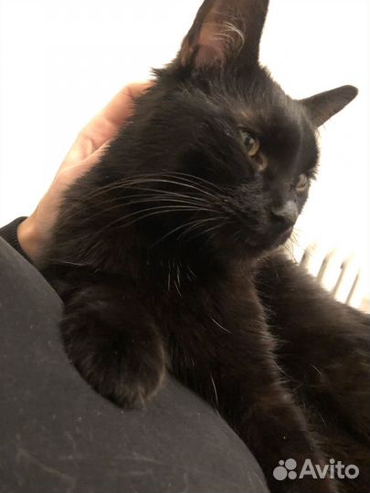 Котики бесплатно
