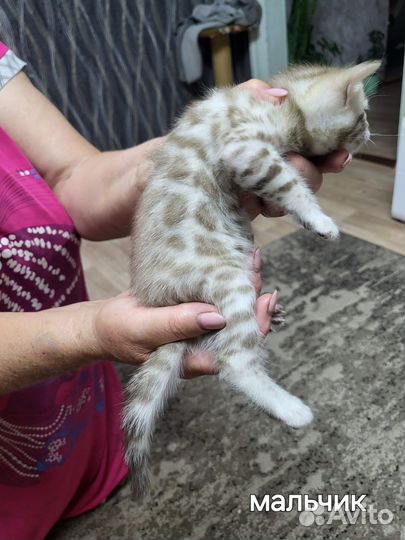 Бенгальские котята