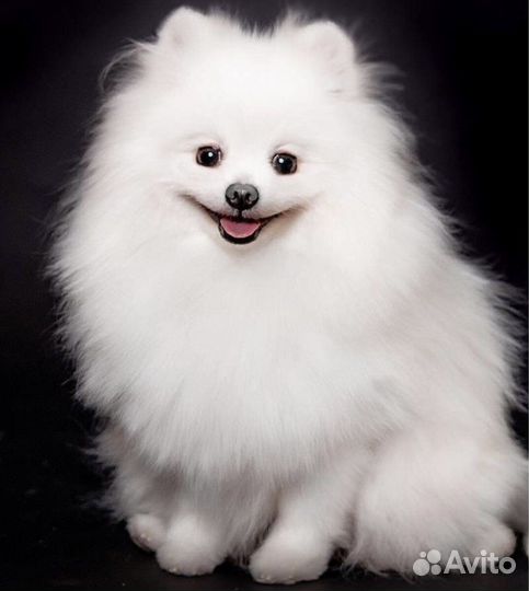 Померанский шпиц