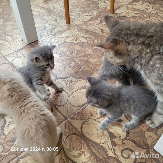 Котята в добрые руки