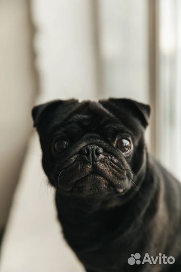 Мопс вязка мальчик