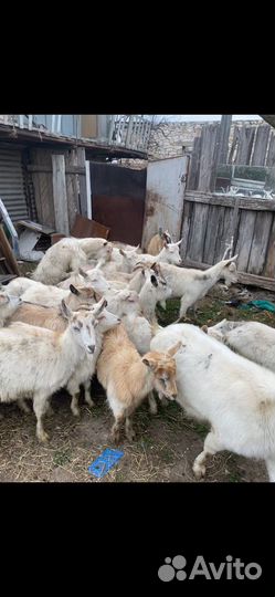 Козы бараны