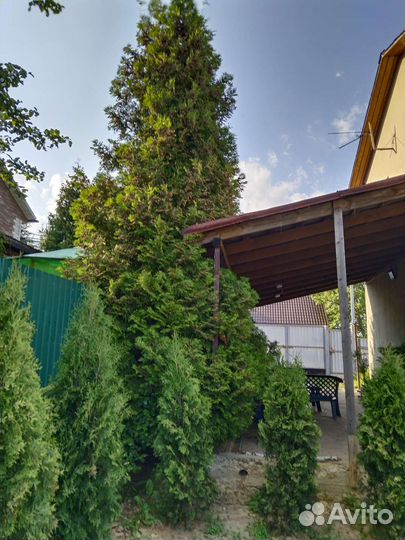 Туя брабант