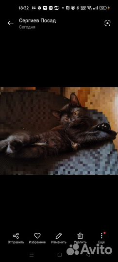 Британская кошка в дар