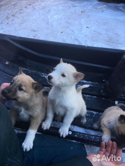 Восточно сибирская лайка