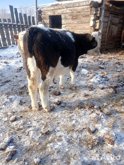 Продам бычка 8 месяцев